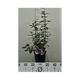 Buddleja 