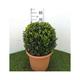 Buxus sempervirens