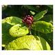 Calycanthus floridus =(c. fertilis)