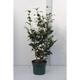 Camellia japonica wit-blanc