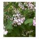 Deutzia cren. 