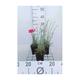 Dianthus (p) 