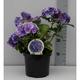 Hydrangea macr. blauw/bleu