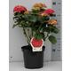 Hydrangea macr. rood/rouge