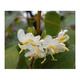 Lonicera fragrantissima