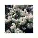 Philadelphus 