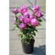 Rhodo (catawb.) 