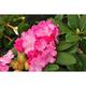 Rhodo (catawb.) 