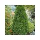 Thuja occ. 