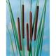 Typha angustifolia