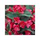 Weigela hybr. 