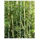 Phyllostachys bissetii