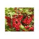 Ribes rubrum rood/rouge