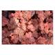 Heuchera hybr. 