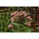 Eupatorium dub. 