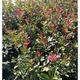 Photinia fras. 