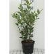 Ligustrum jap. 