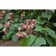 Clerodendrum trichotomum