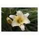 Hemerocallis hybr. 