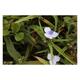 Tradescantia (a) 