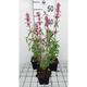 Agastache mexicana 