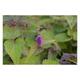 Agastache rugosa