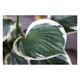 Hosta hybr. 