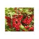 Ribes rubrum rood/rouge