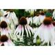 Echinacea purp. 