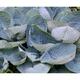 Hosta hybr. 