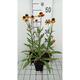 Helenium hybr. 