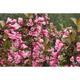 Weigela flor. 