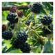 Rubus frut. 