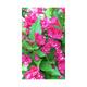 Weigela hybr. 