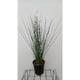 Juncus inflexus 