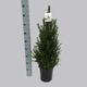 Picea glauca 