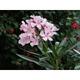 Nerium oleander