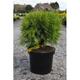 Thuja occ. 