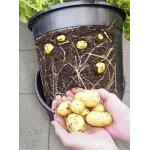 Esschert Design aardappelpot - PotatoPot - 12 liter