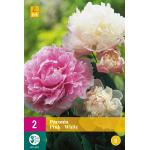 Paeonia 'Pink/White' (2 stuks)