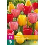 Tulpenmix 'Darwin Hybride' (20 stuks)