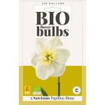 Narcis Papillon Blanc - bio flowerbulbs (5 stuks)