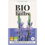 Bio Camassia 'Leichtlinii Caerulea' - bio flowerbulbs (2 stuks)