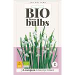 Zomerklokje Gravetye Giant - bio flowerbulbs (3 stuks)