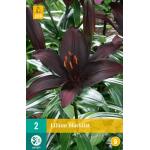 Lilium Blacklist - Aziatische lelie