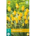 Tulipa sylvestris - Species (7 stuks)