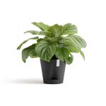 ECOPOTS Venice 2 Ø 30 cm - antraciet