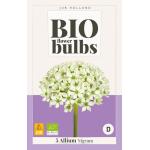 Allium Nigrum - Bio flowerbulbs (5 stuks)