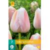 Tulipa Apricot Pride