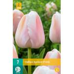 Tulipa Apricot Pride (7 stuks)